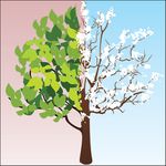 Best Seasons for Shaved Ice