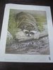 Signed Raccoon print by ednnis curry 1983