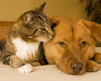 How to Remove Cat Urine from Carpet How to Remove Cat Urine from Carpet
