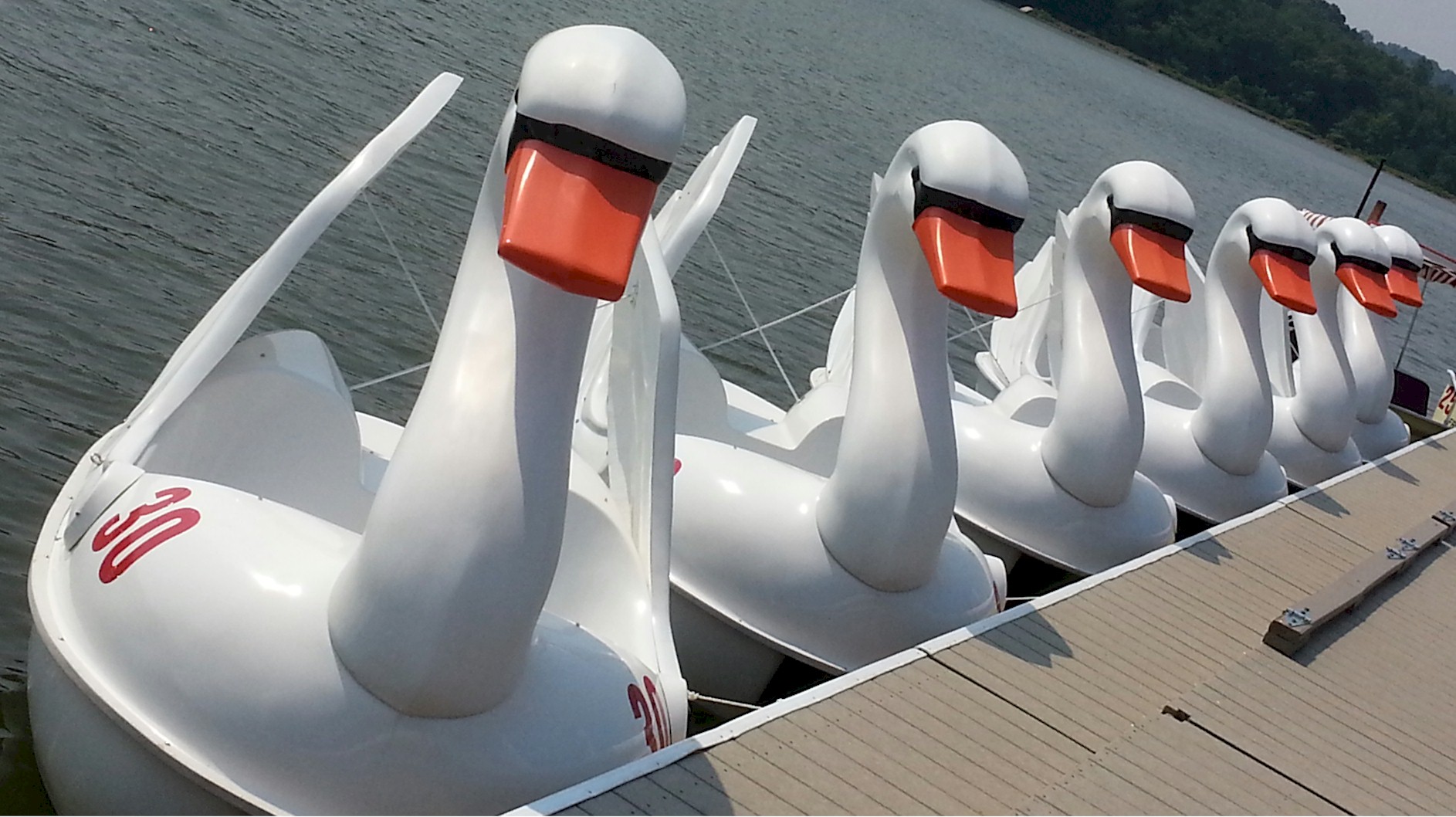 Six Swan Pedal Boat Package!