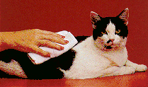 Allerpet/C Allergen Neutralizing Solution for Cats