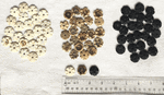 Coconut Rosettes Rings, Lei Making 60 Spacers Coconut Rosettes Rings, Lei Making 60 Spacers