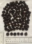 Koa Seeds Rings, Lei Spacers