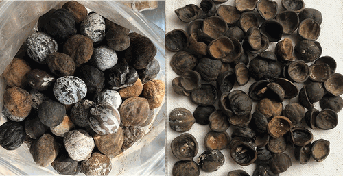 Real Natural Kukui Nuts