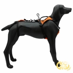 Kong Haria Harness for Rescue Dogs