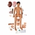 Simulaids DANi Patient Care Trainer with Chest Compression