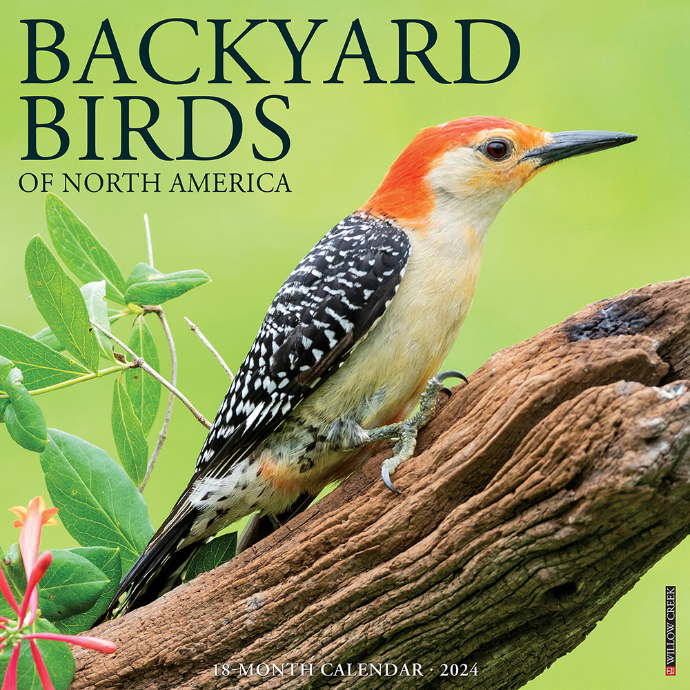 Backyard Birds Calendar 2024 Willow