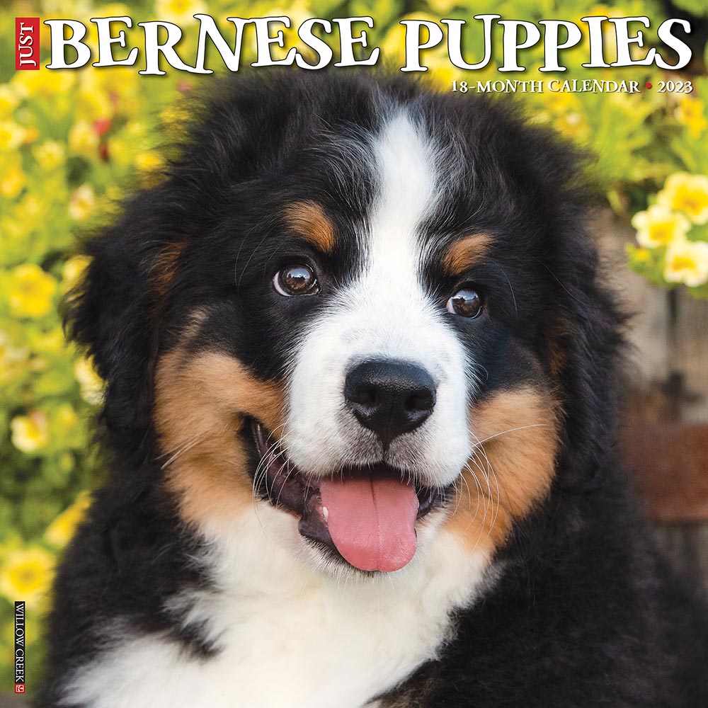 2023 Bernese Mountain Dog Puppies Calendar