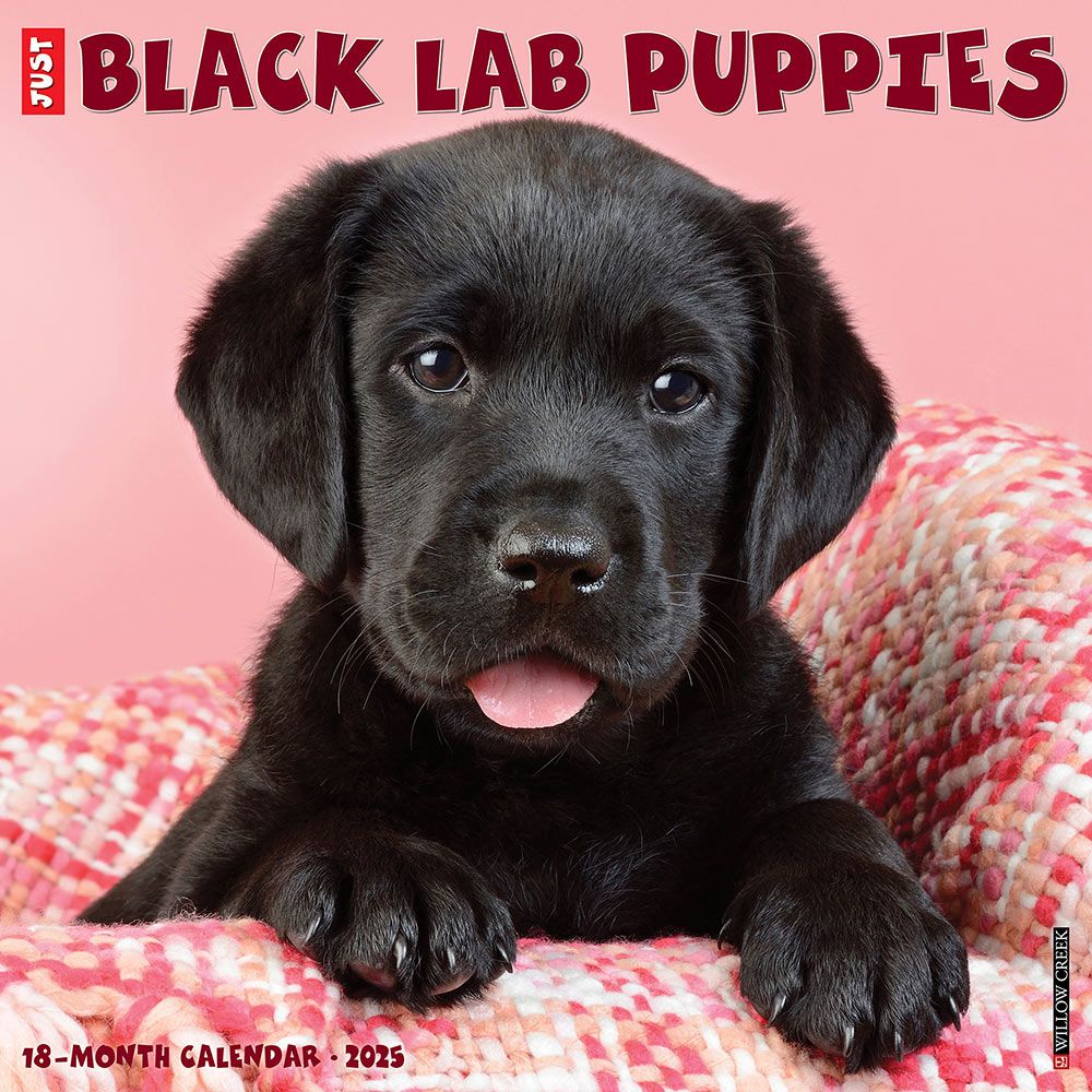 Black Lab Puppies Calendar 2025 Animalden Com 2020 Black Lab Puppies Calendar 65