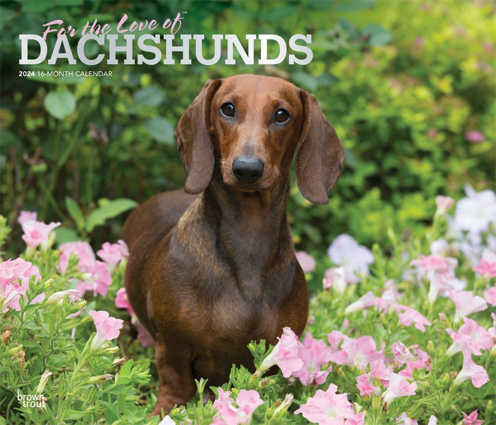 Dachshund Lover Gifts, Apparel, Jewelry, Décor