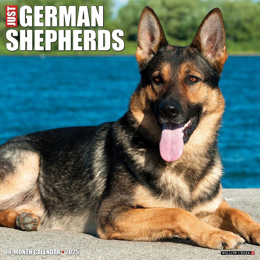 2025 German Shepherds Calendar Willow Creek Press