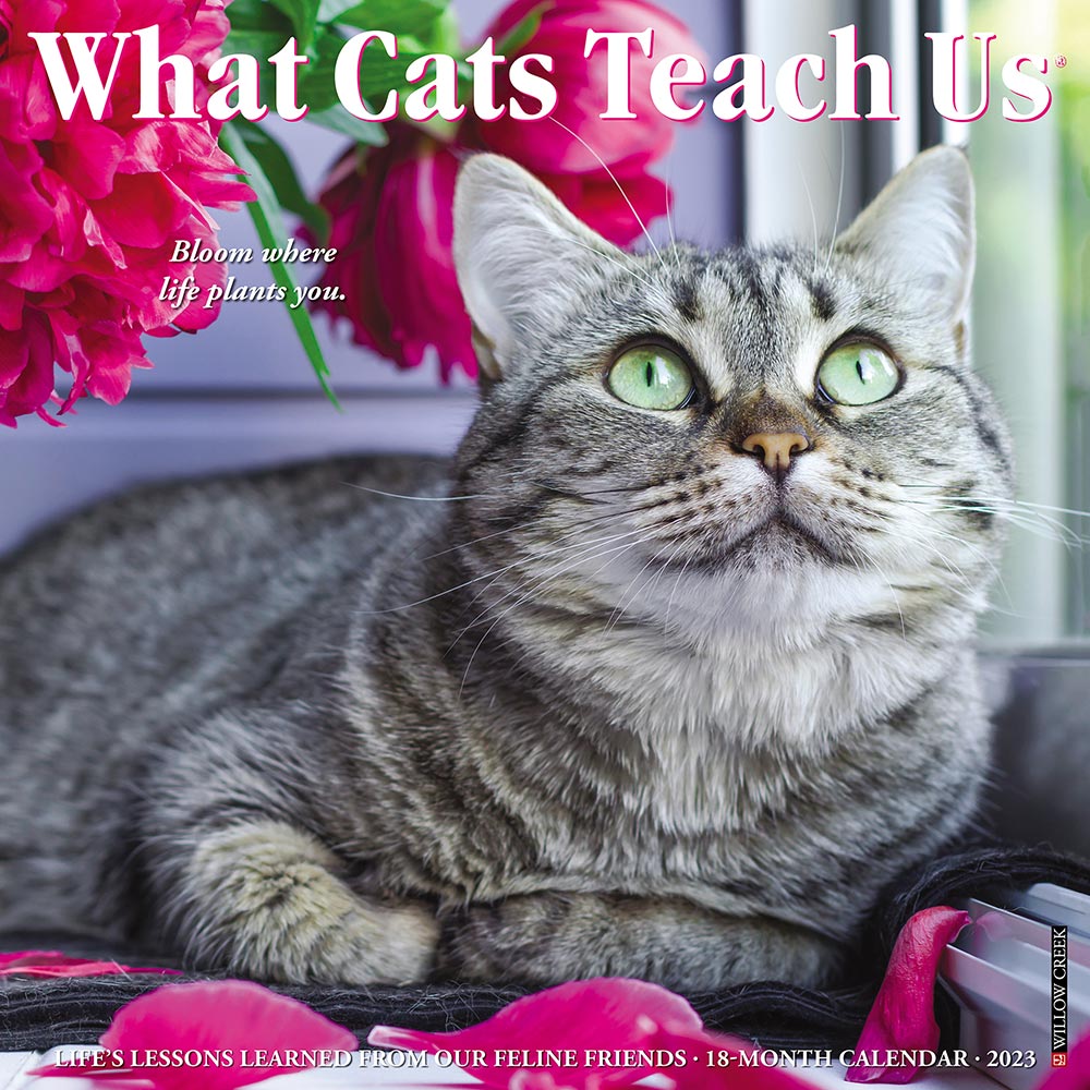 What Cats Teach Us Calendar 2023 | Animalden.com