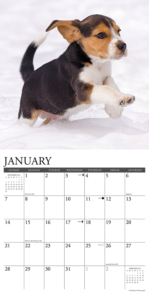Beagle Puppies Calendar 2024Animal Den