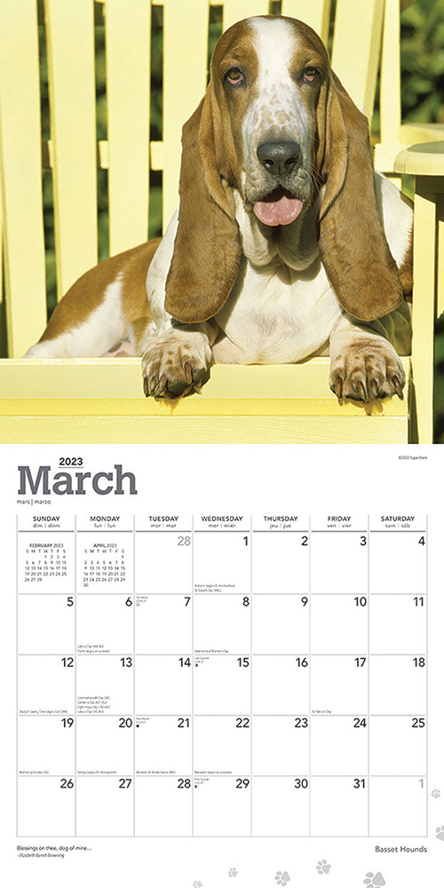 Basset Hounds Calendar 2024 Animal Den