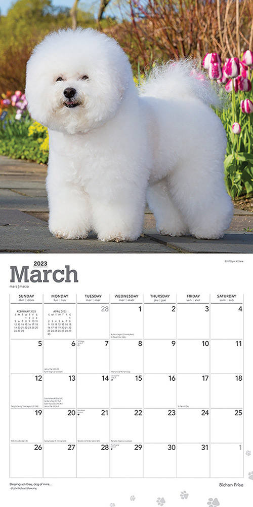 bichon-frise-calendar-2023-animal-den
