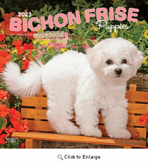 Bichon Frise Puppies Calendar 2023 | Animal Den