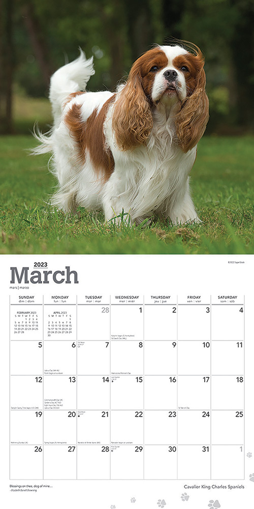 Cavalier King Charles Spaniels Calendar 2024Animal Den