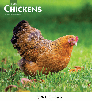 Chickens Calendar 2023 | Animal Den