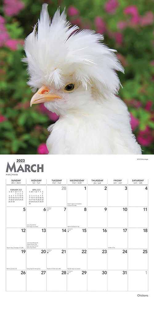 Chickens Calendar 2024Animal Den