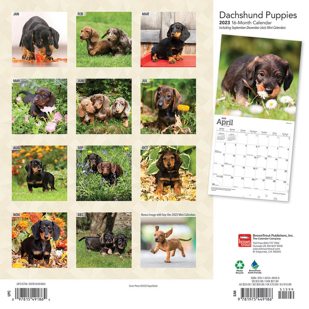 Dachshund Puppies Calendar 2024Animal Den