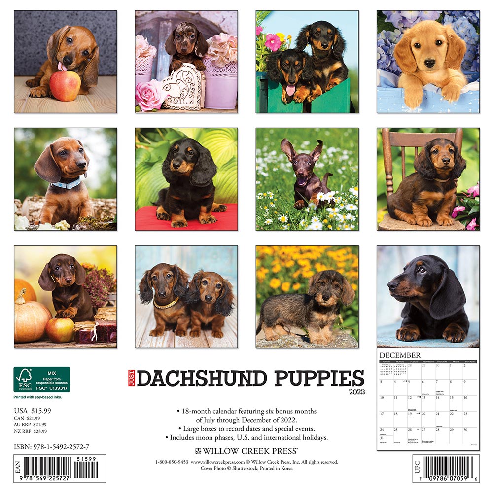 Dachshund Puppies Calendar 2023 Willow Creek Press Animal Den