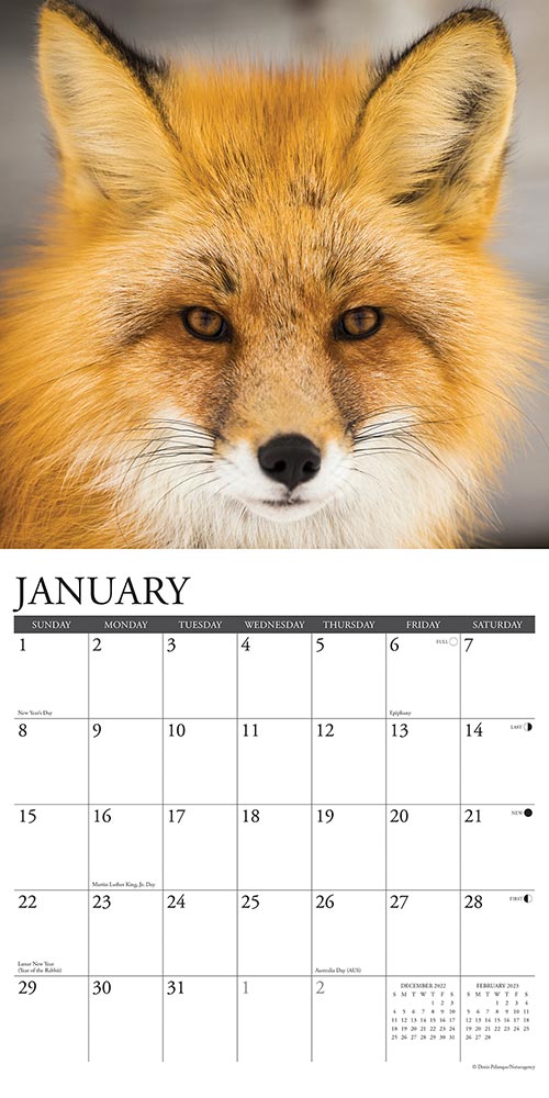 Foxes Calendar 2024 Animal Den Foxes Calendar 2024 Animal Den