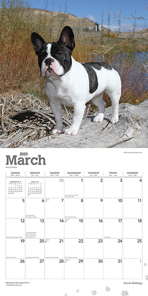 French Bulldogs Calendar 2023 | Animal Den french-bulldogs-calendar-2023-animal-den