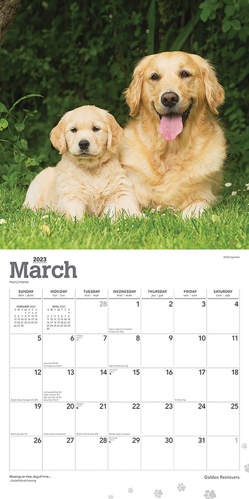 Golden Retrievers Calendar 2023 | Animal Den