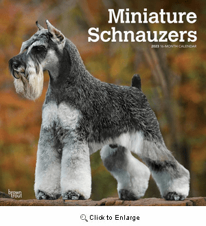 Miniature Schnauzer Calendar 2024|Animal Den