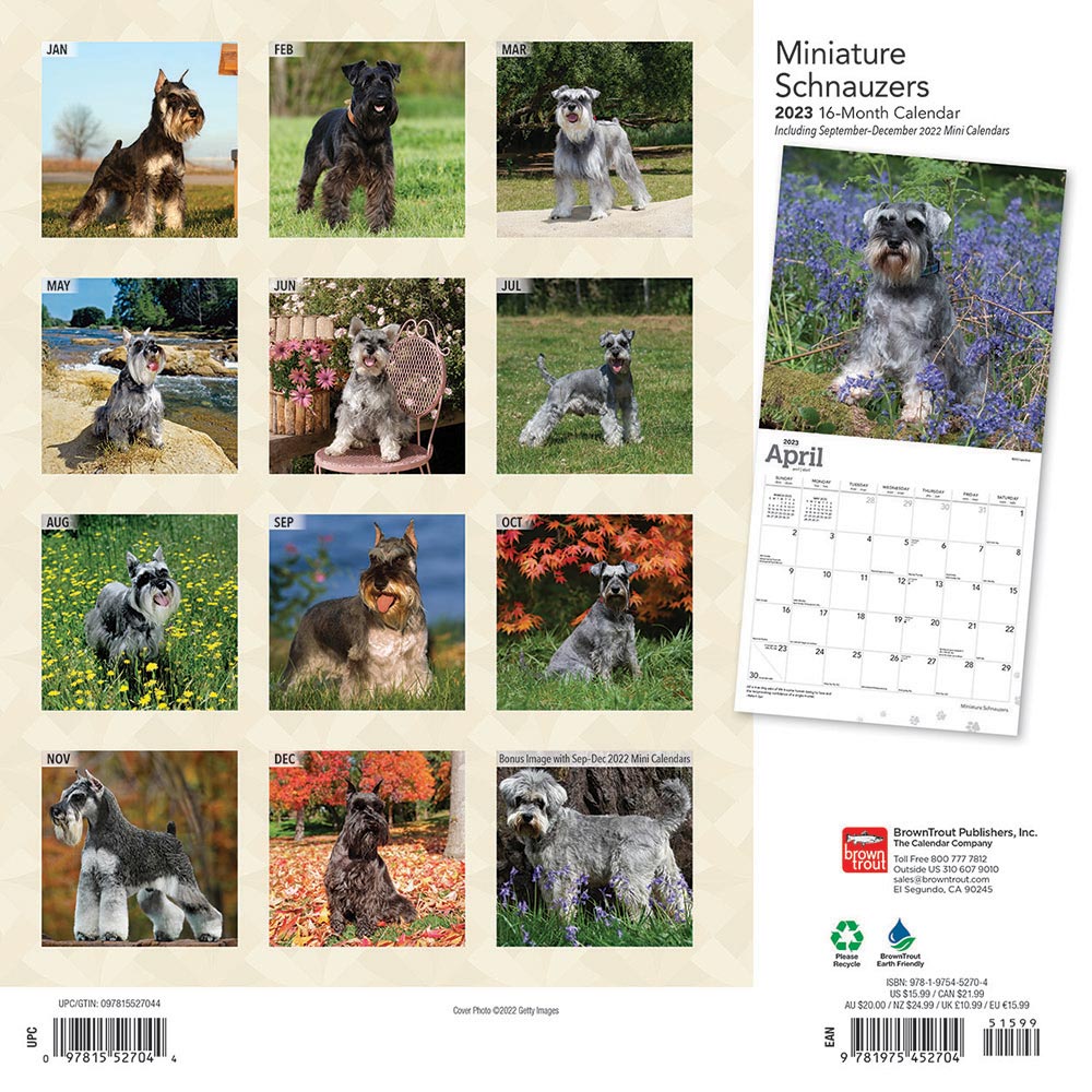 Miniature Schnauzer Calendar 2024Animal Den