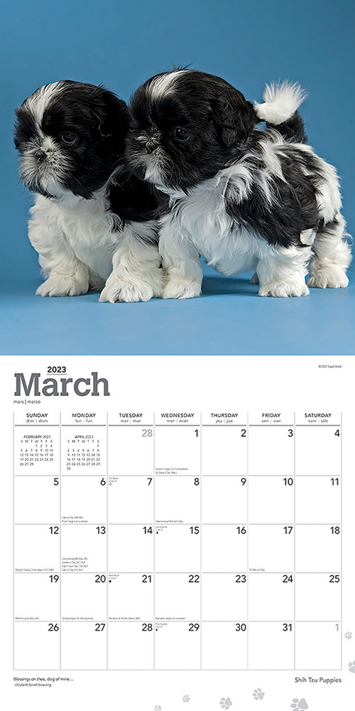 shih-tzu-puppies-calendar-2024-animal-den