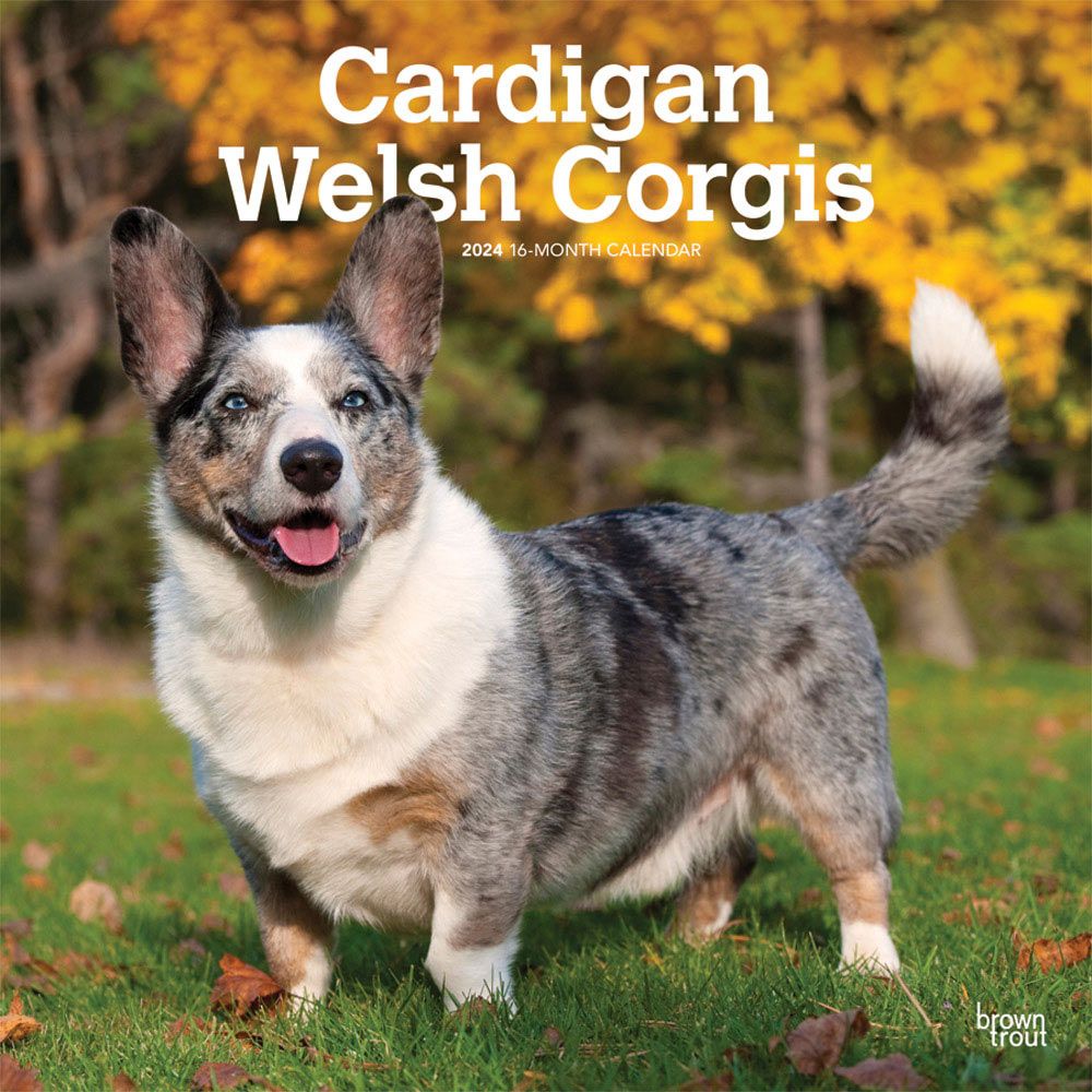 2024 Welsh Corgis Cardigan Calendar