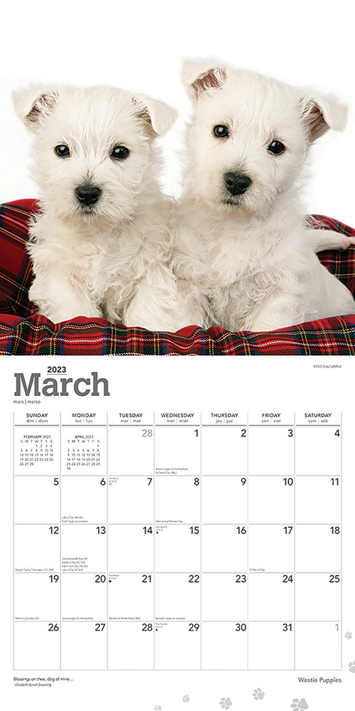 Westie Puppies Calendar 2024|Animal Den