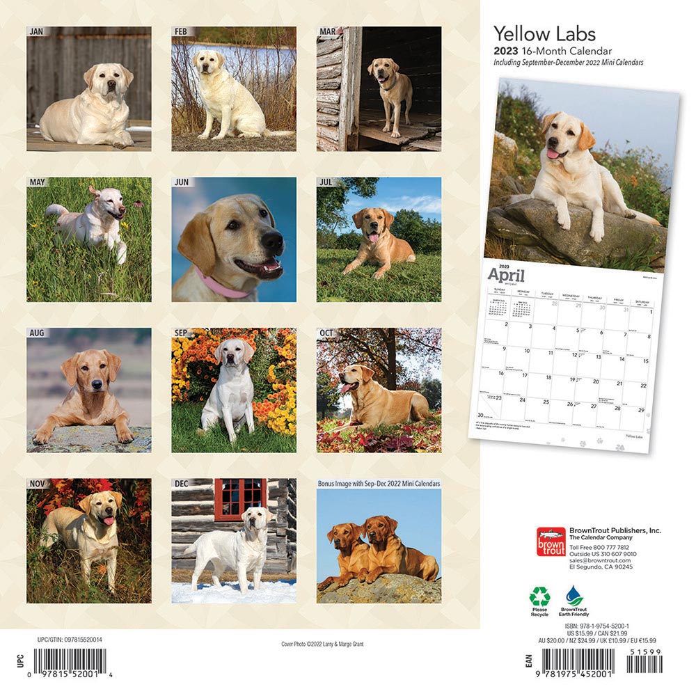 Yellow Labrador Retrievers Calendar 2024Animal Den