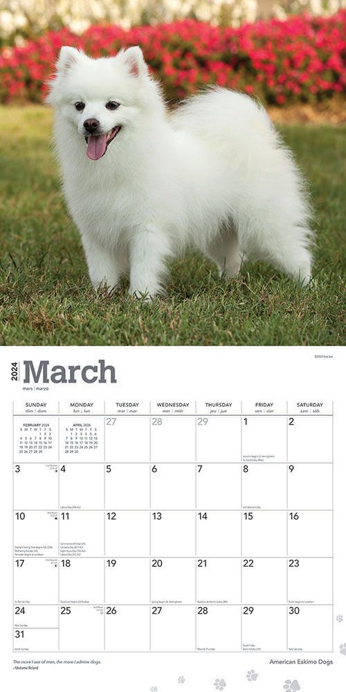 American Eskimo Dogs Calendar 2024Animal Den