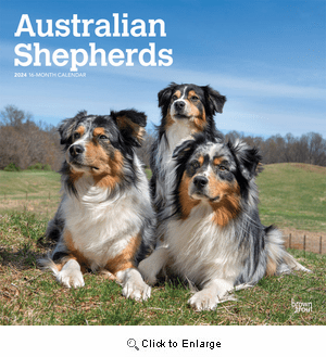 2024 Australian Shepherds Calendar