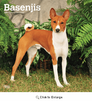 2024 Basenjis Calendar