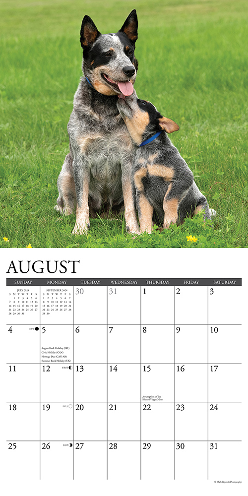 Blue Heelers Calendar 2024 Willow Creek