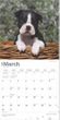 2025 Boston Terrier Puppies Calendar
