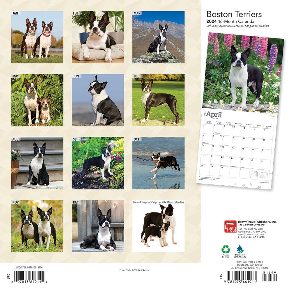 Boston Terriers Calendar 2024Animal Den
