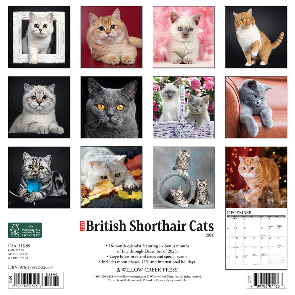 British Shorthair Cats Calendar 2024 Willow