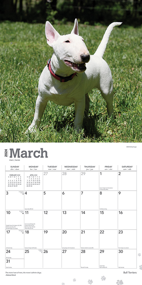 Bull Terriers Calendar 2024Animal Den