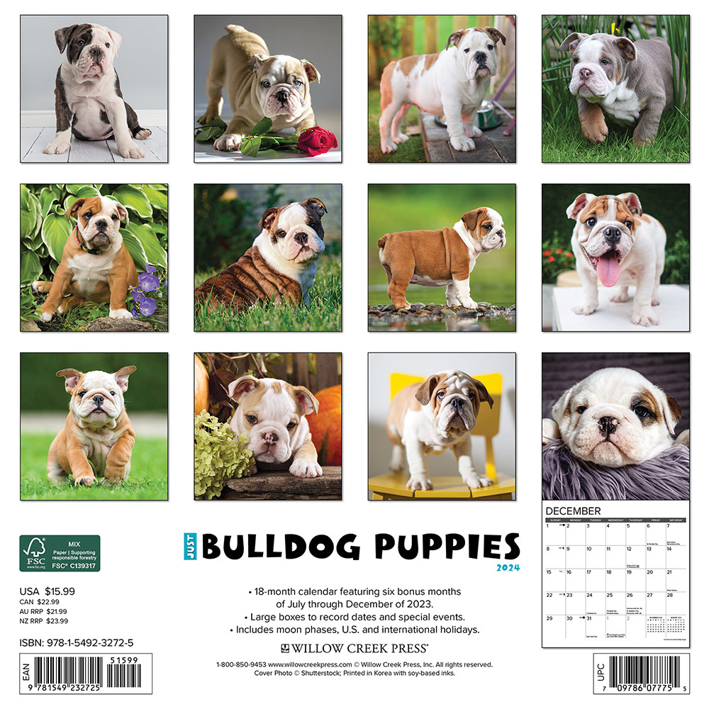 Bulldog Puppies Calendar 2024 Willow