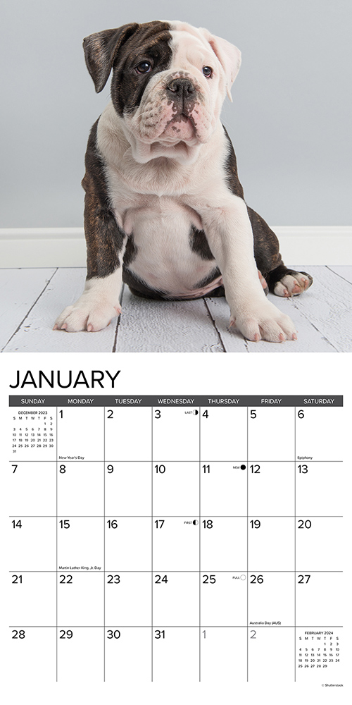 Bulldog Puppies Calendar 2024 Willow