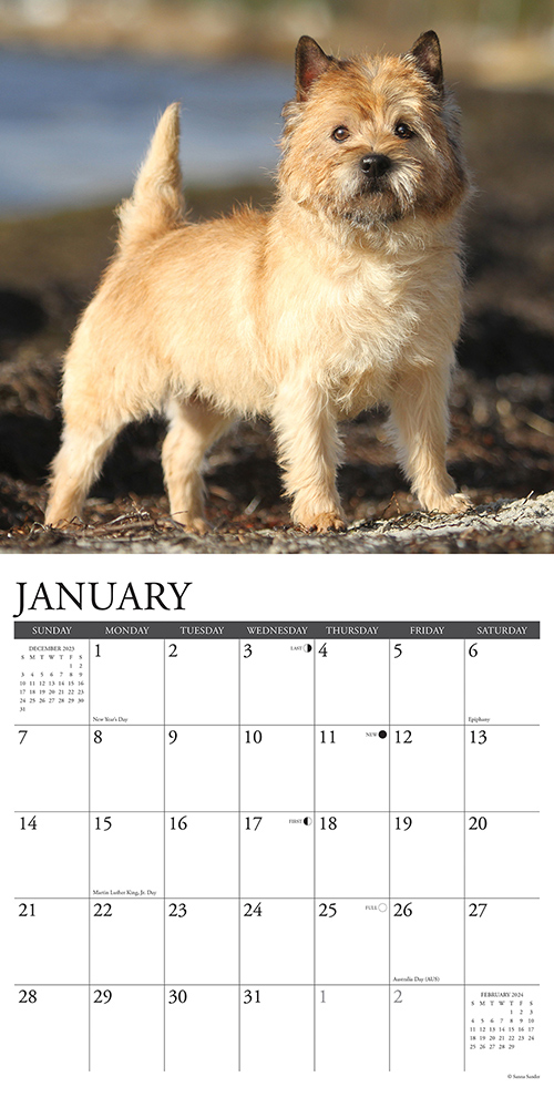 Cairn Terriers Calendar 2024 Willow Creek PressAnimal Den