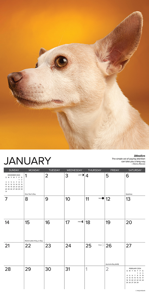 Chihuahua Rules Calendar 2024 Willow