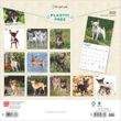 2025 Chihuahuas Calendar