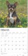 2025 Chihuahuas Calendar