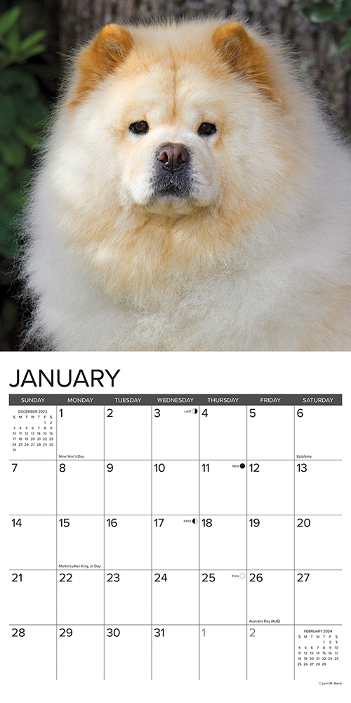 Chow Chows Calendar 2024 Willow