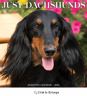 2024 Dachshunds Calendar Willow Creek